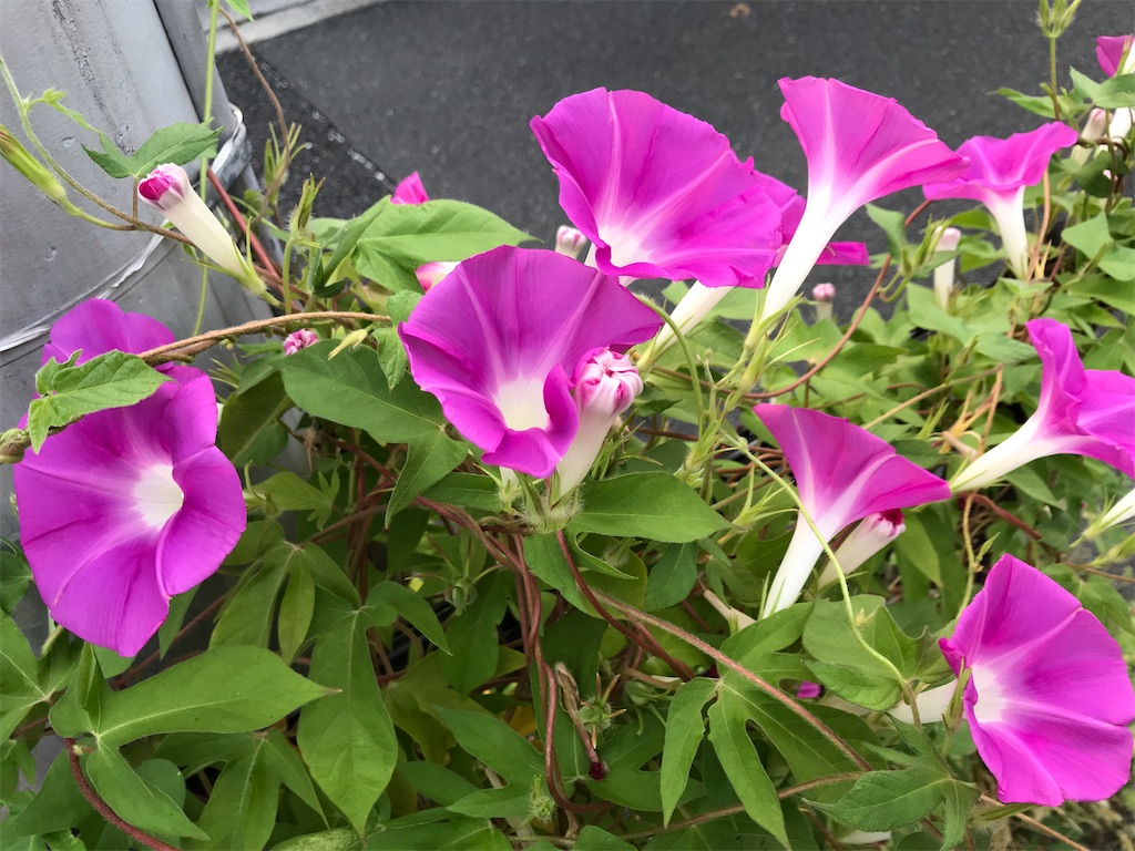 f:id:asakusa5809:20240918115445j:image