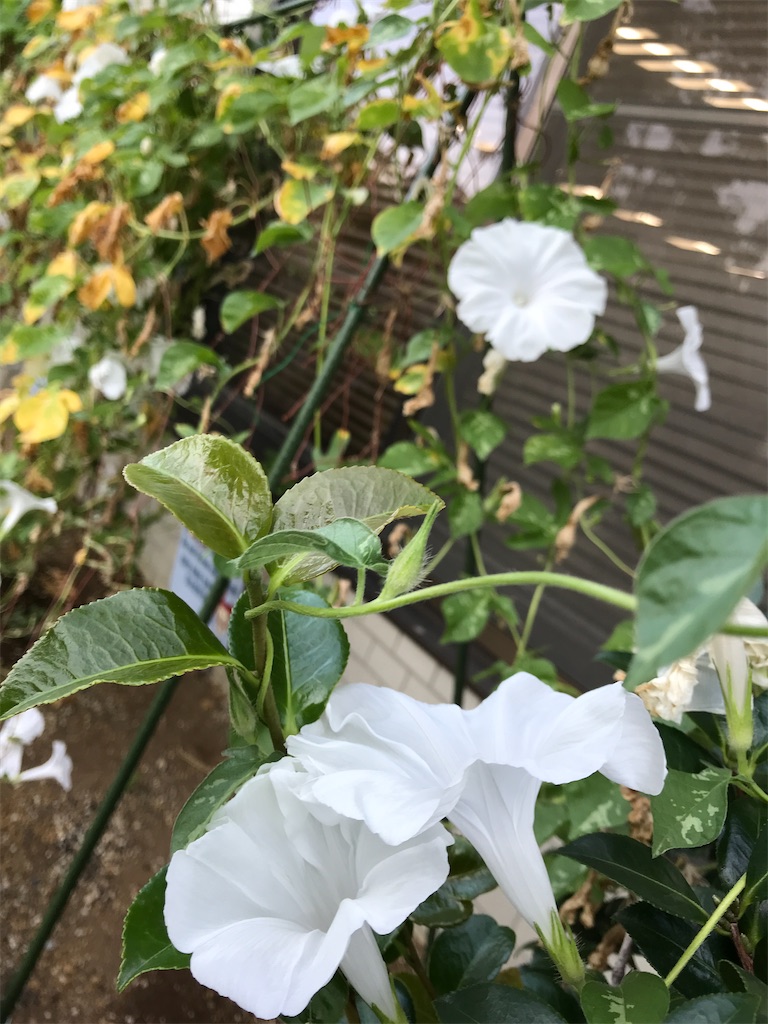 f:id:asakusa5809:20240918115451j:image