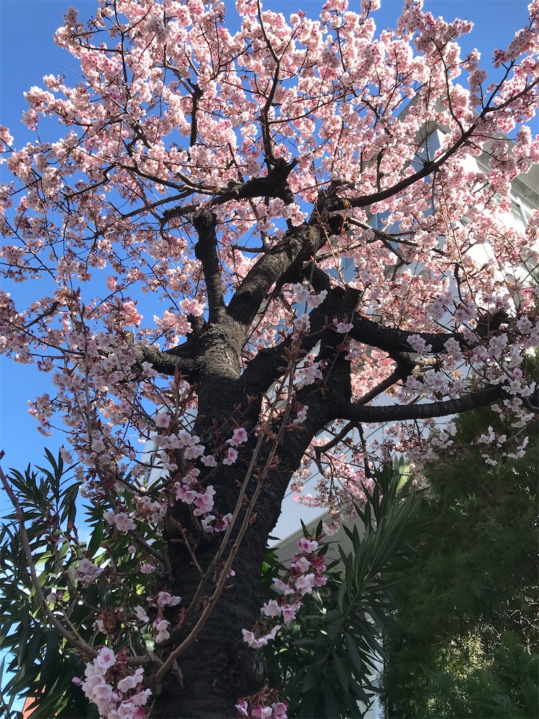 f:id:asakusa5809:20250226130545j:image