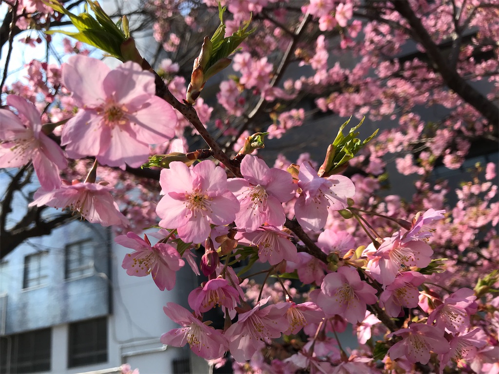 f:id:asakusa5809:20250303171319j:image