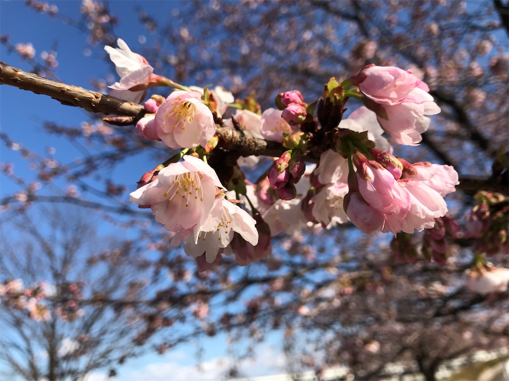 f:id:asakusa5809:20250309160820j:image