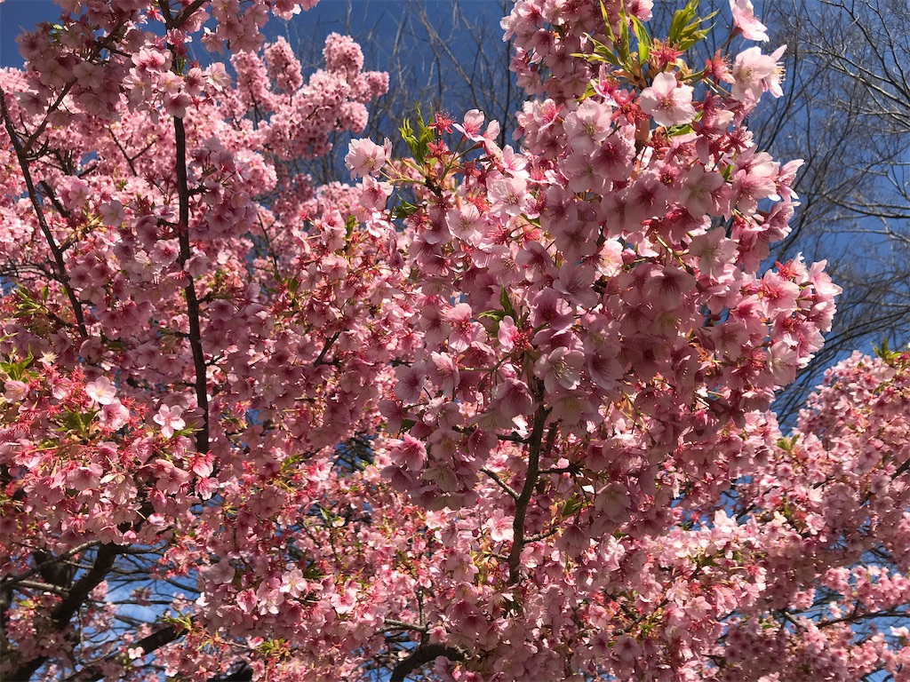f:id:asakusa5809:20250309161158j:image