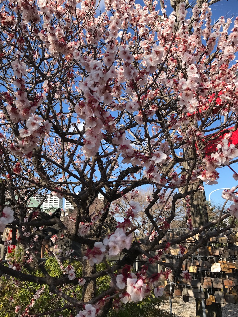 f:id:asakusa5809:20250309161326j:image