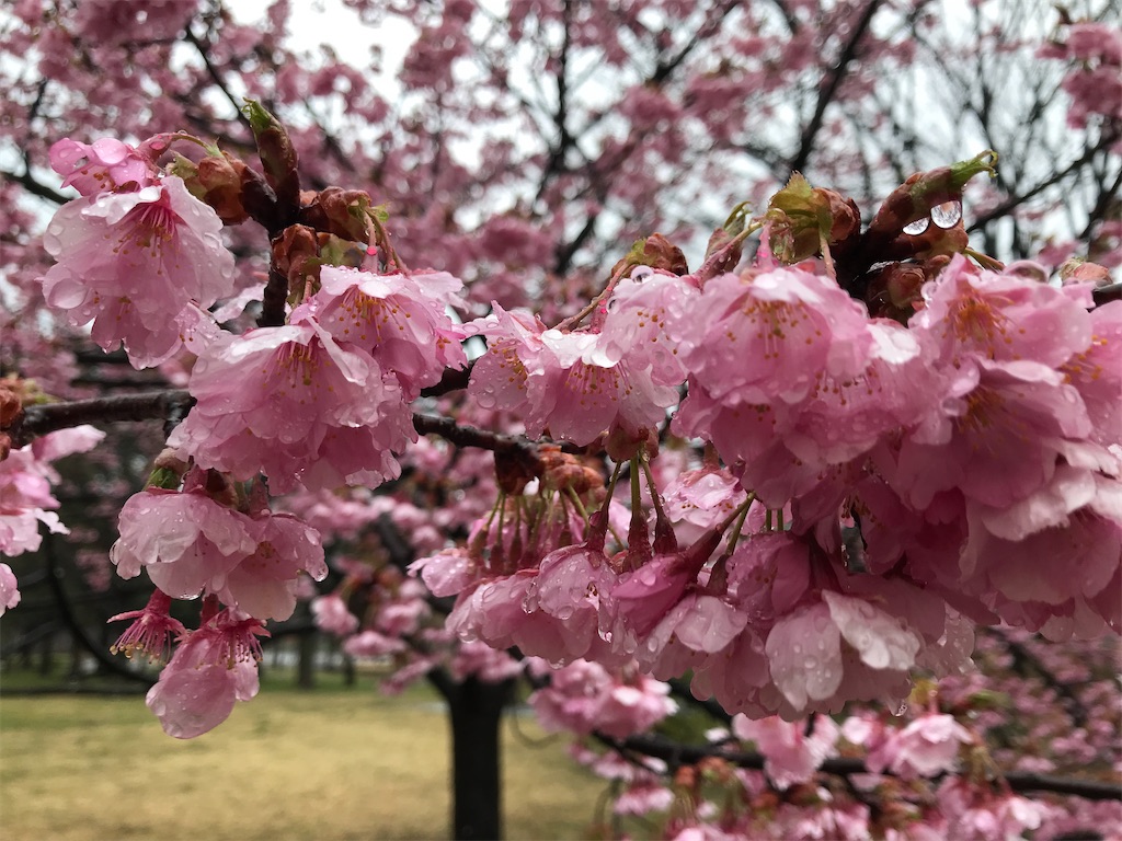 f:id:asakusa5809:20250316175931j:image