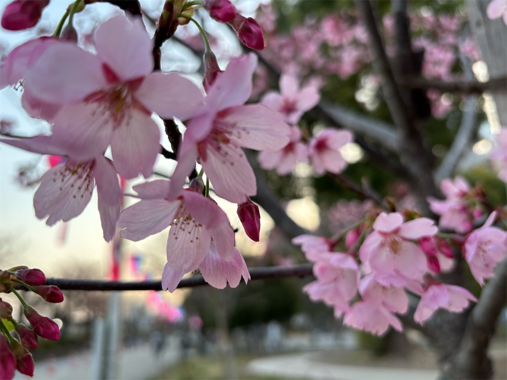 f:id:asakusa5809:20250326053733j:image