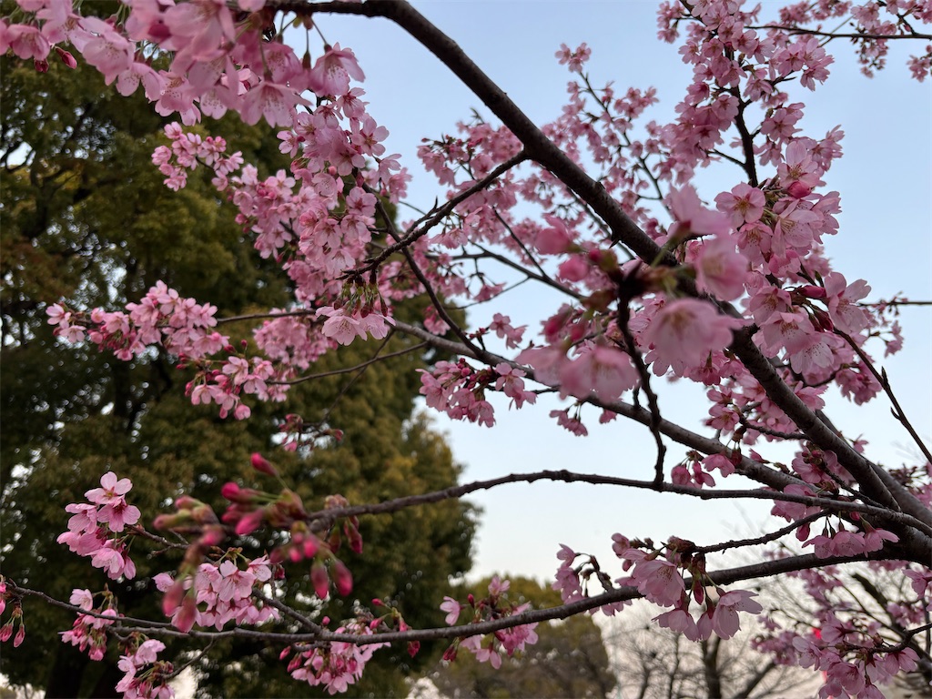 f:id:asakusa5809:20250326053736j:image