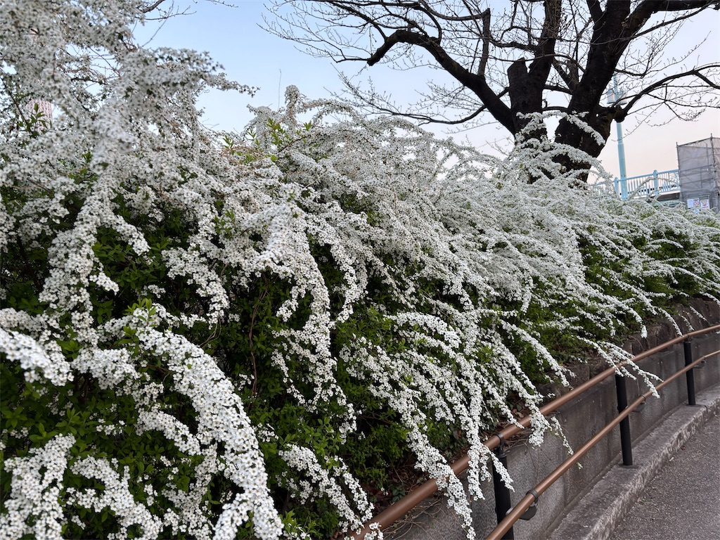 f:id:asakusa5809:20250326053745j:image