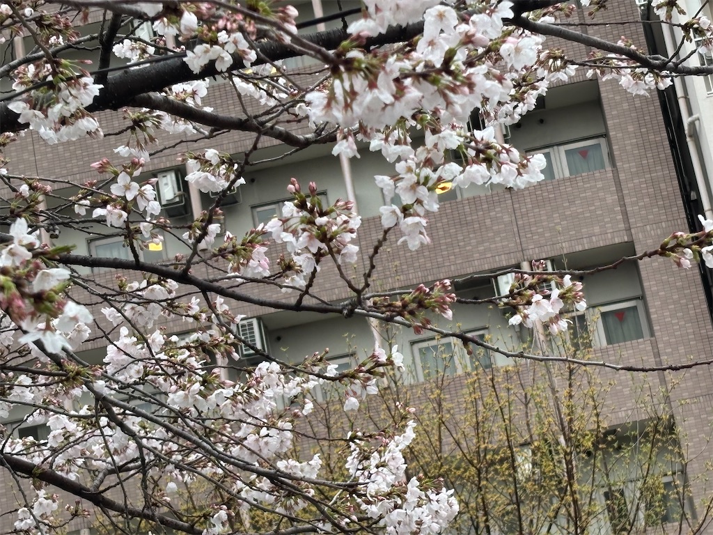 f:id:asakusa5809:20250329185016j:image