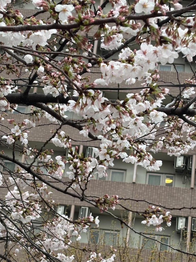 f:id:asakusa5809:20250329185021j:image
