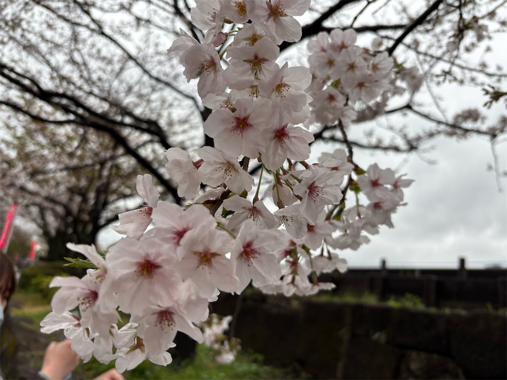 f:id:asakusa5809:20250329185034j:image