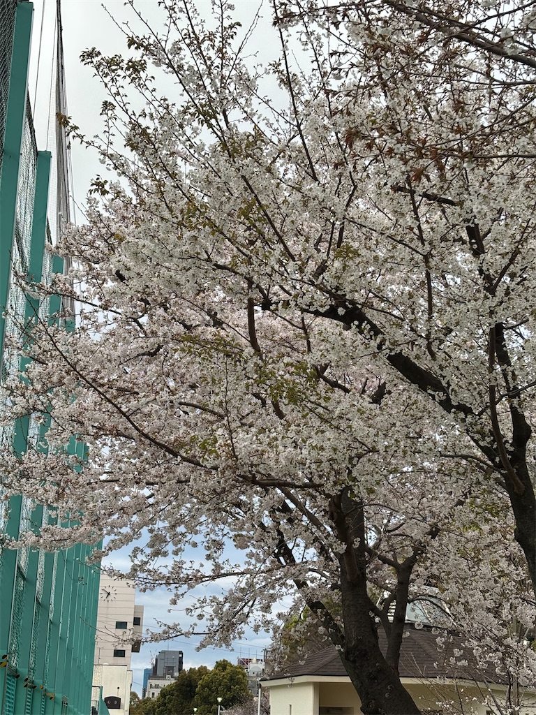 f:id:asakusa5809:20250331201716j:image