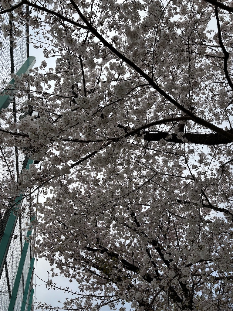 f:id:asakusa5809:20250331201733j:image