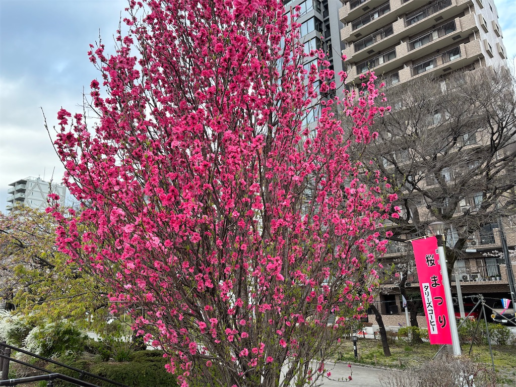 f:id:asakusa5809:20250331201744j:image