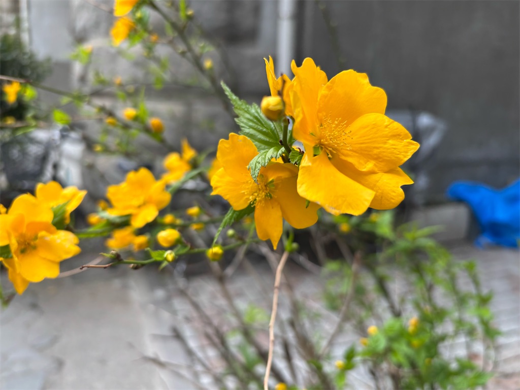 f:id:asakusa5809:20250401131224j:image