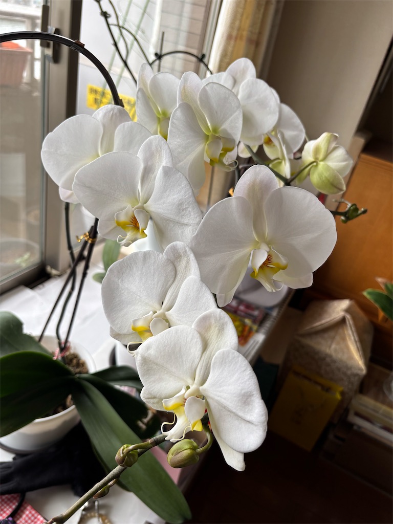 f:id:asakusa5809:20250406130222j:image