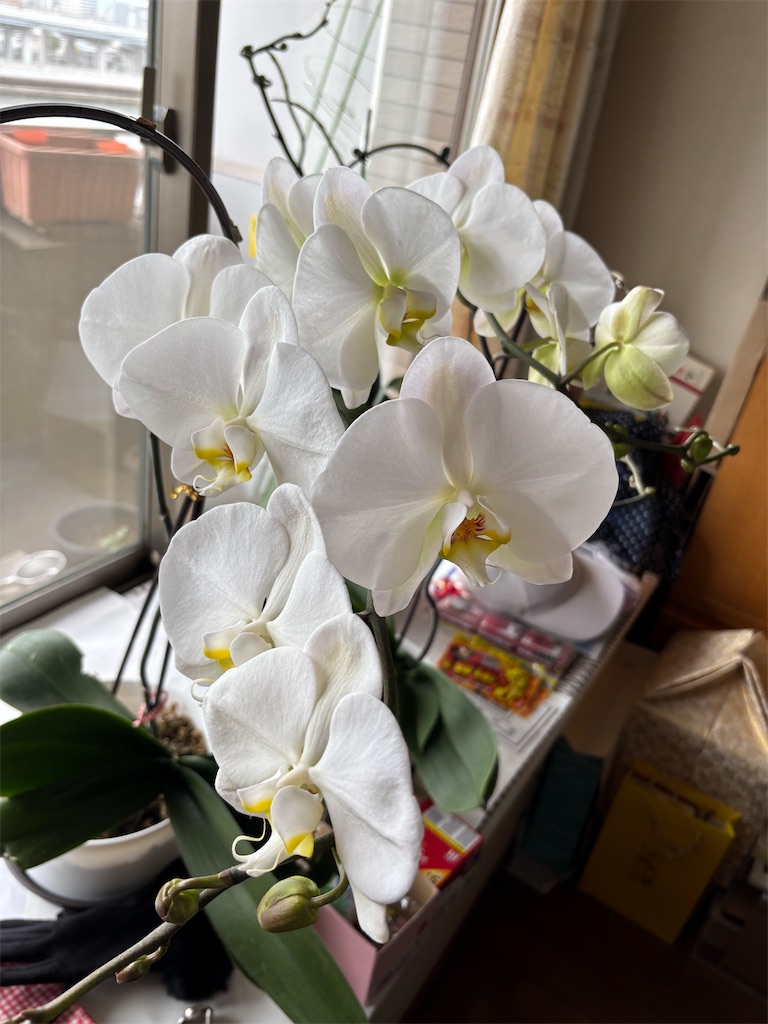 f:id:asakusa5809:20250406130226j:image