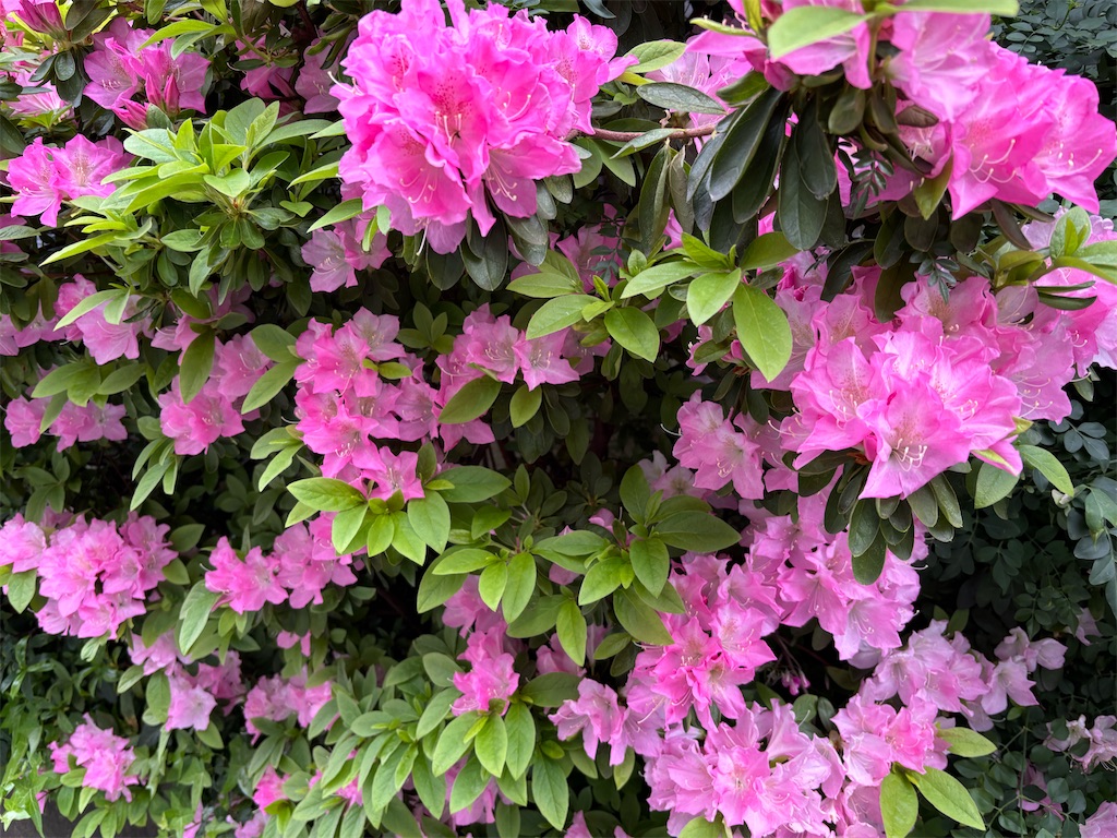 f:id:asakusa5809:20250410112922j:image