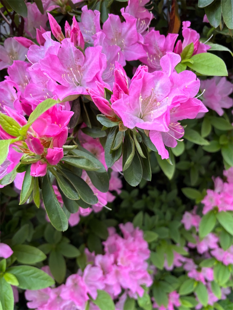 f:id:asakusa5809:20250410112927j:image