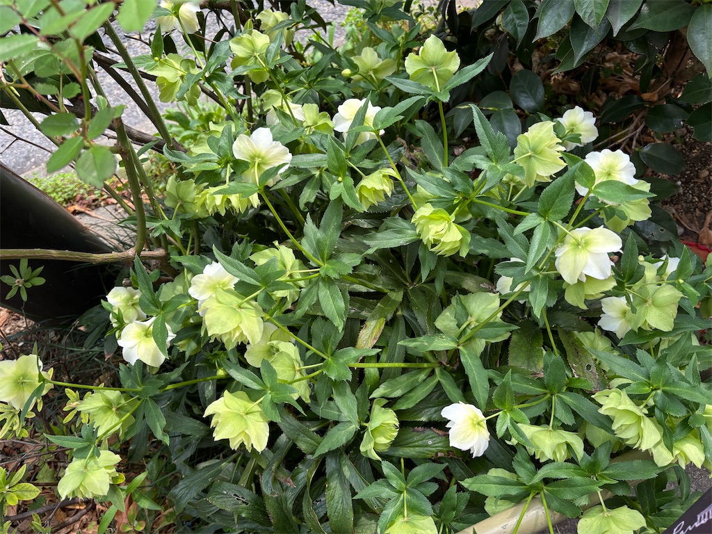 f:id:asakusa5809:20250410112933j:image