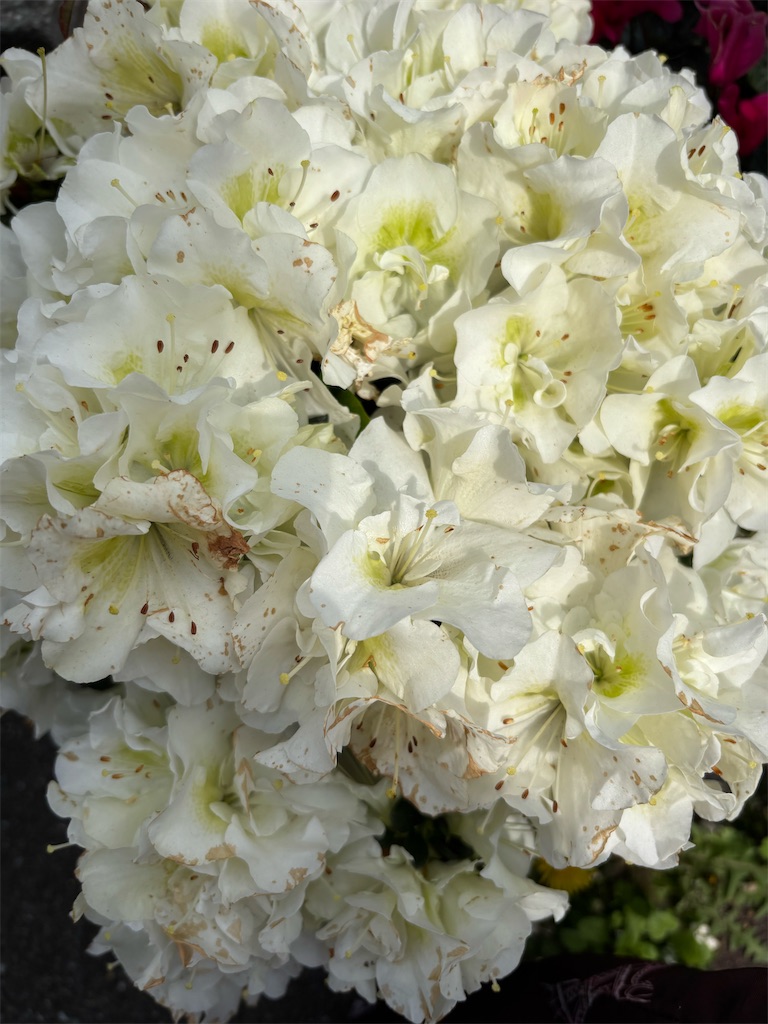 f:id:asakusa5809:20250410113118j:image