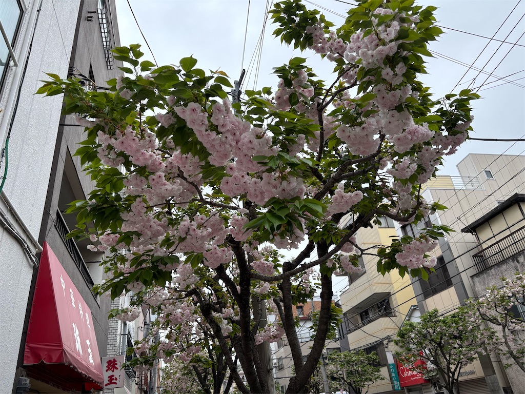 f:id:asakusa5809:20250413152631j:image