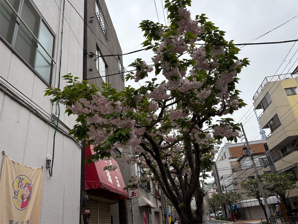 f:id:asakusa5809:20250413152634j:image