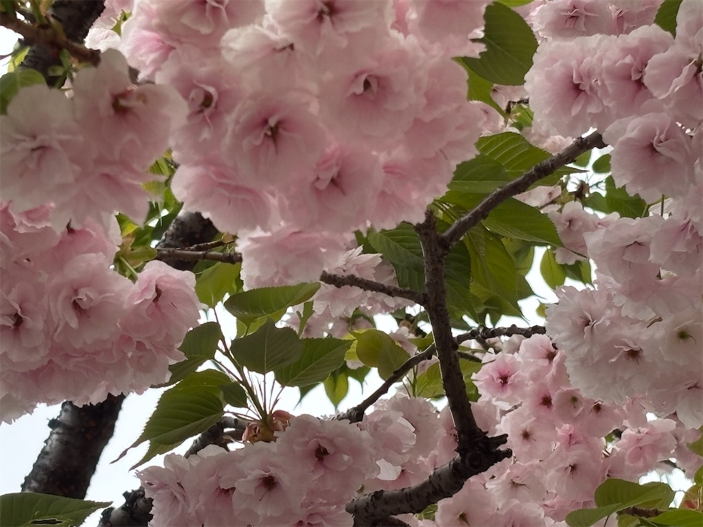 f:id:asakusa5809:20250413152638j:image