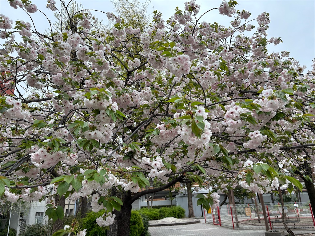 f:id:asakusa5809:20250413152650j:image