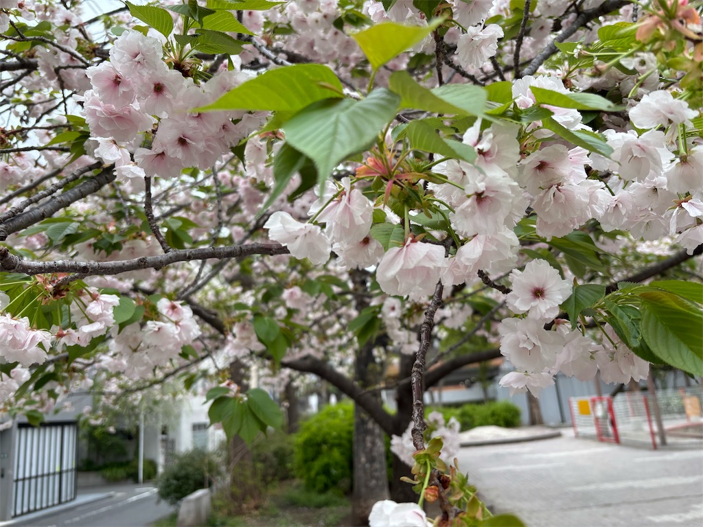 f:id:asakusa5809:20250413152707j:image