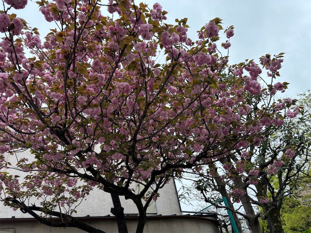 f:id:asakusa5809:20250413152852j:image