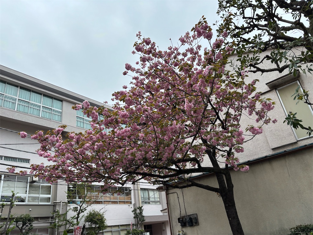 f:id:asakusa5809:20250413152856j:image