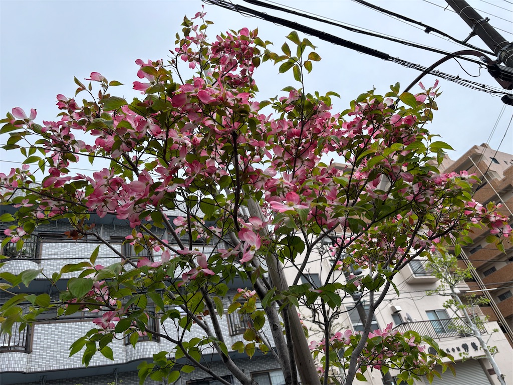 f:id:asakusa5809:20250420140036j:image