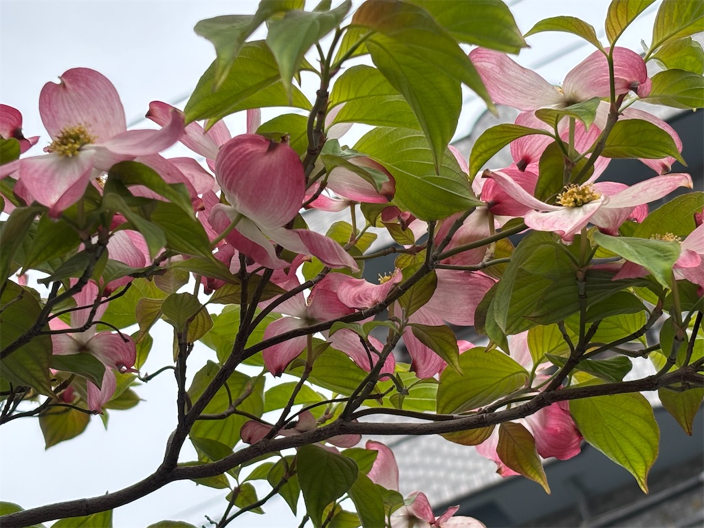 f:id:asakusa5809:20250420140039j:image