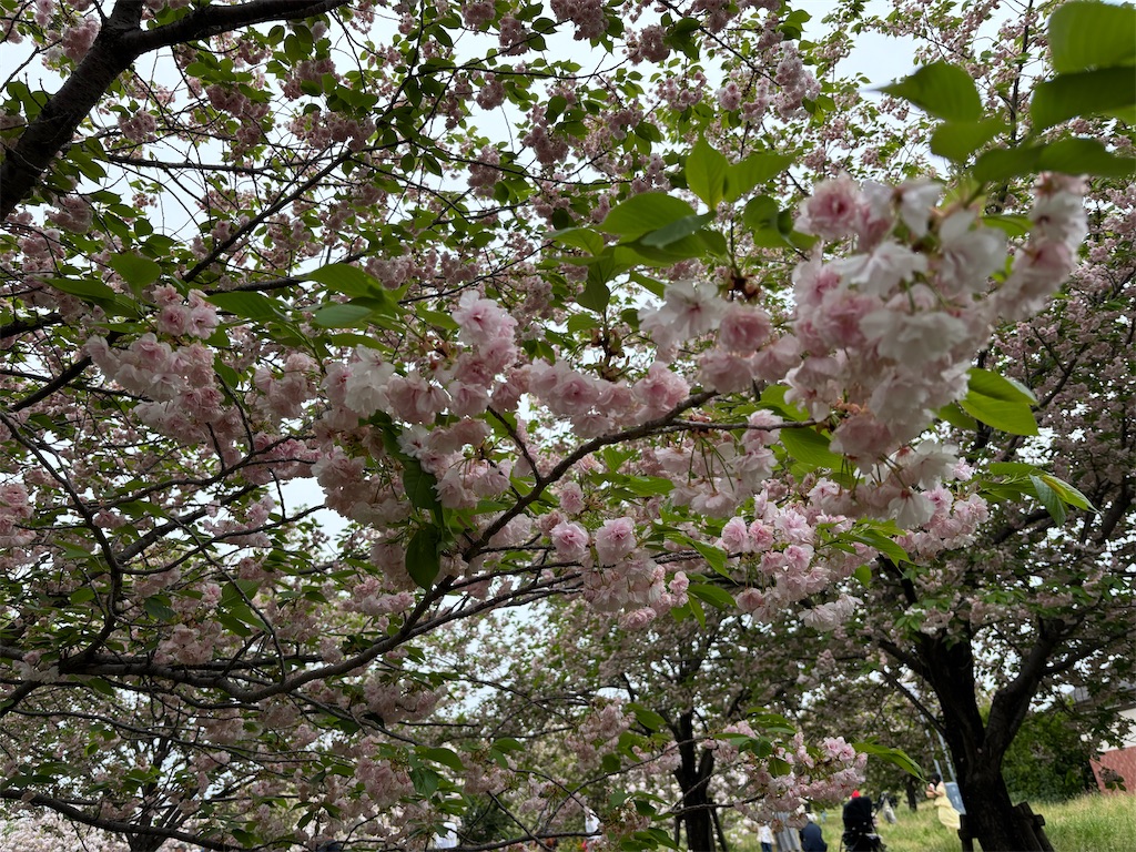 f:id:asakusa5809:20250420164618j:image