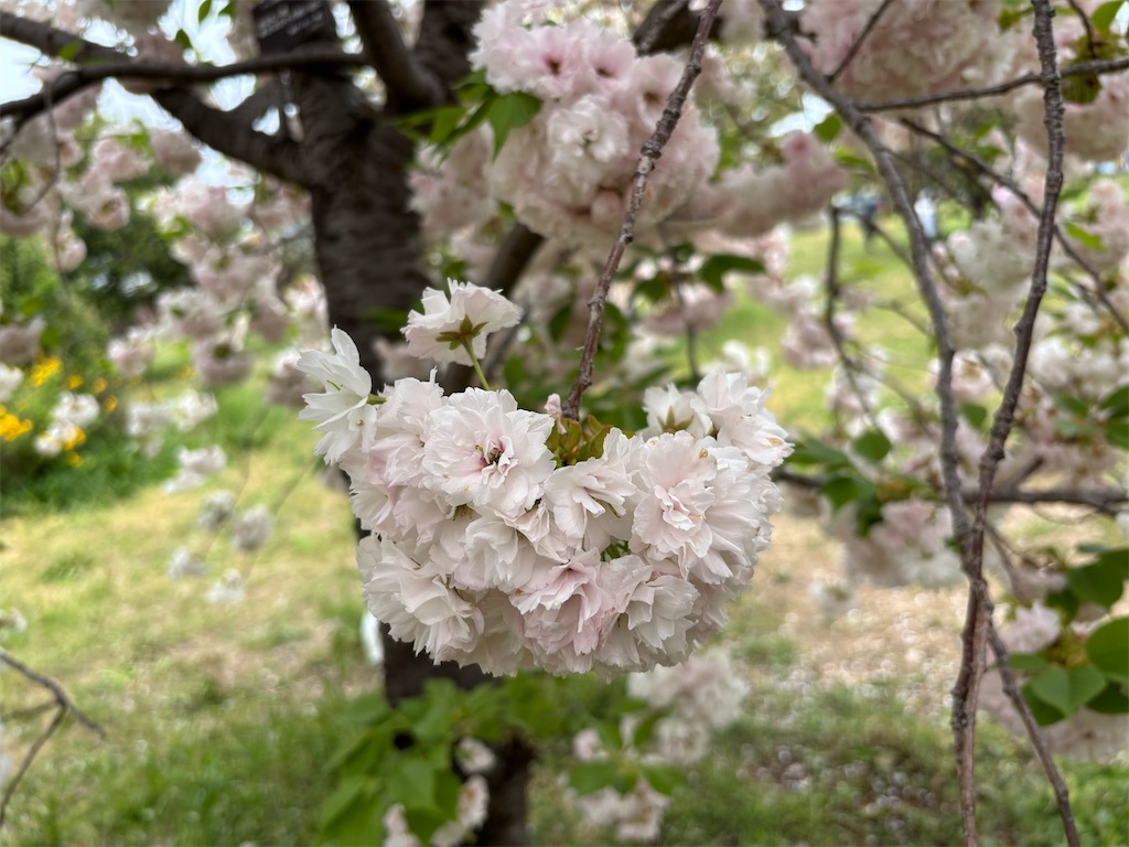 f:id:asakusa5809:20250420164645j:image