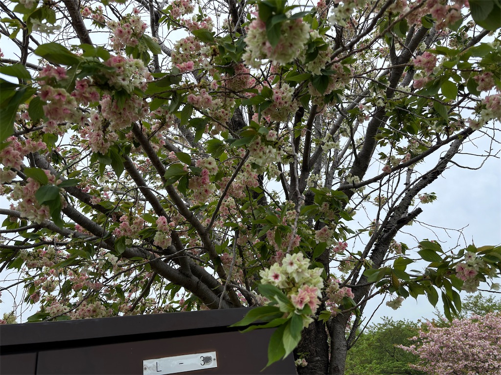 f:id:asakusa5809:20250420164735j:image