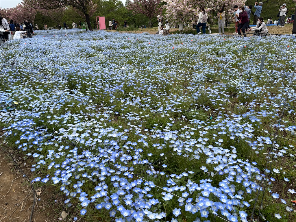 f:id:asakusa5809:20250420164754j:image