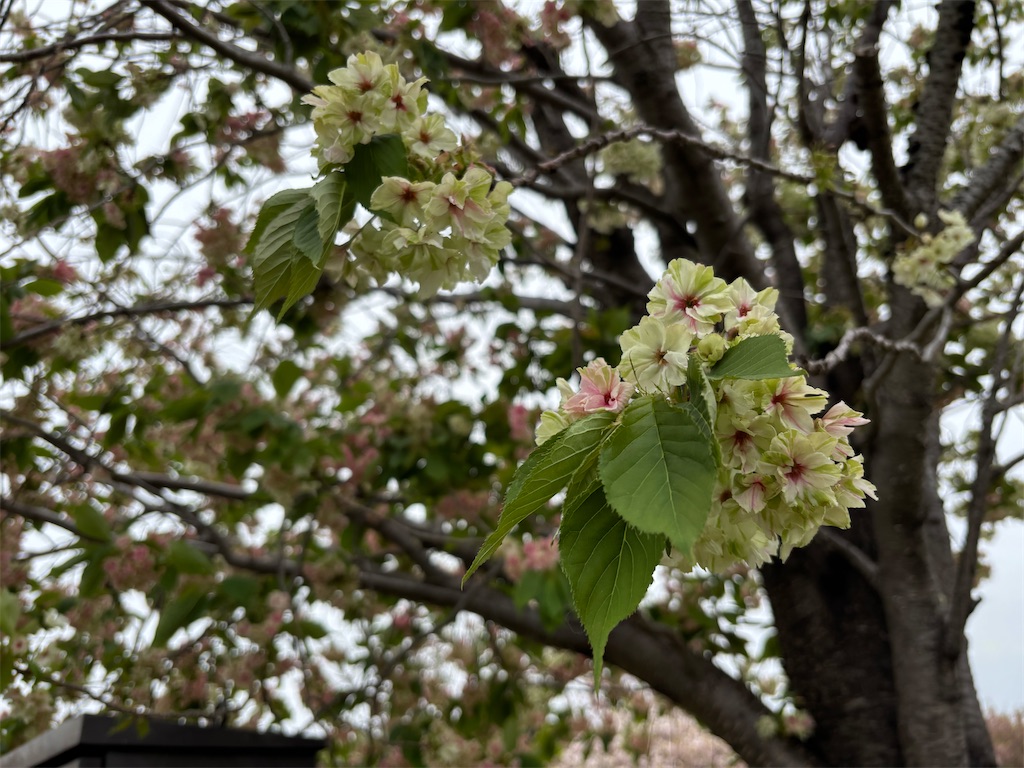 f:id:asakusa5809:20250420164821j:image