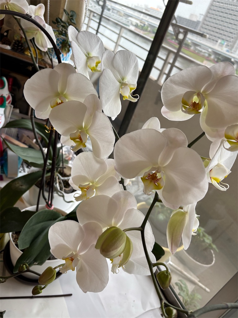 f:id:asakusa5809:20250425064939j:image