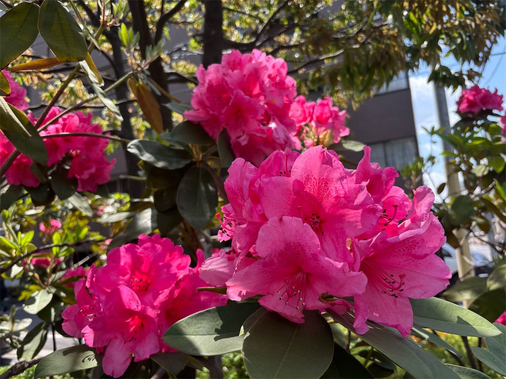 f:id:asakusa5809:20250505150552j:image