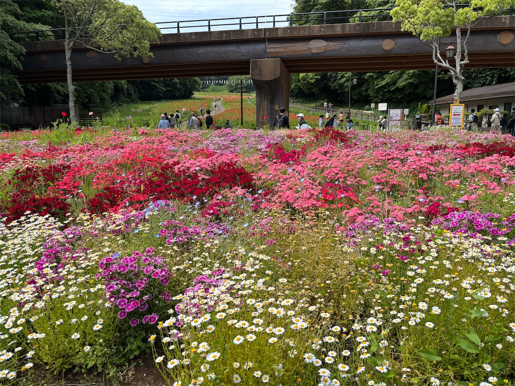 f:id:asakusa5809:20250512073124j:image