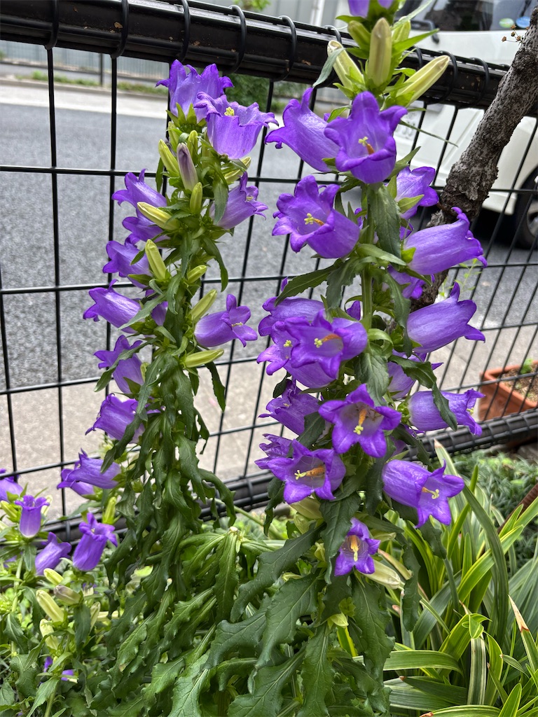 f:id:asakusa5809:20250518104544j:image