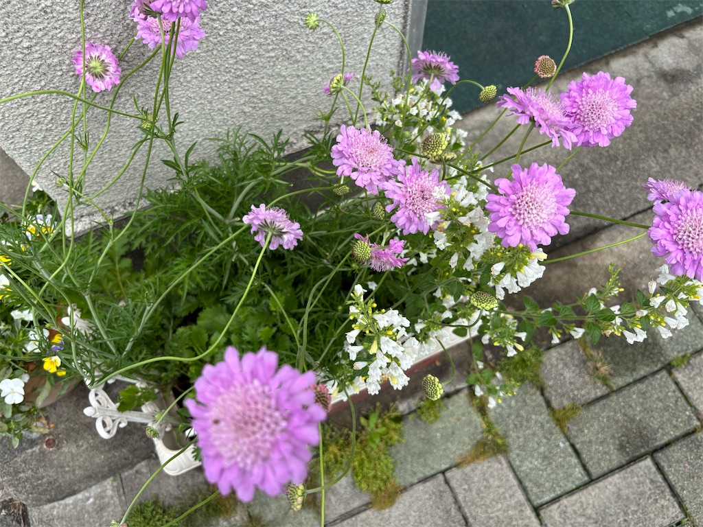 f:id:asakusa5809:20250518104555j:image