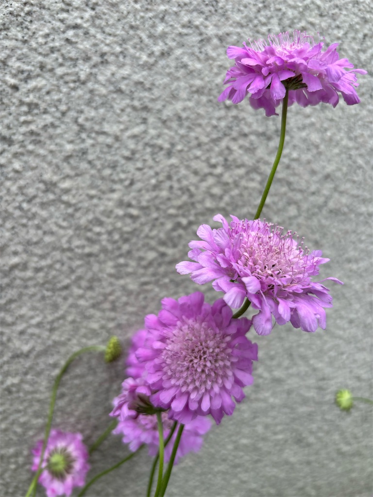 f:id:asakusa5809:20250518104600j:image