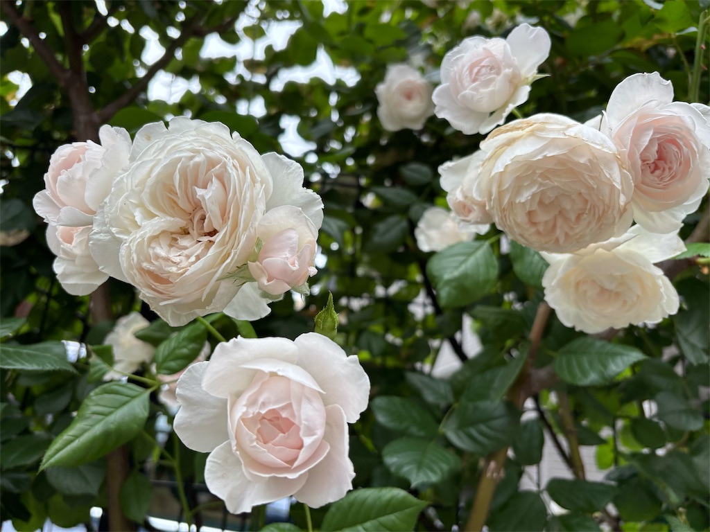 f:id:asakusa5809:20250519153029j:image