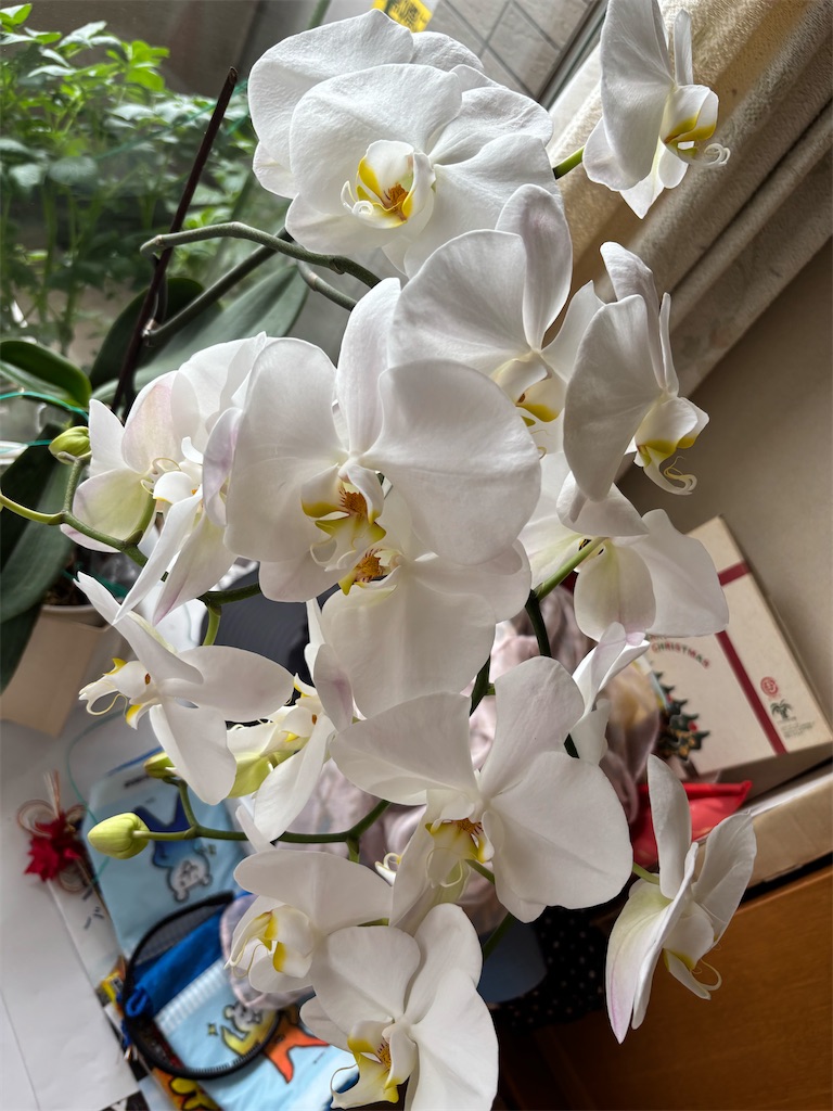 f:id:asakusa5809:20250523080623j:image