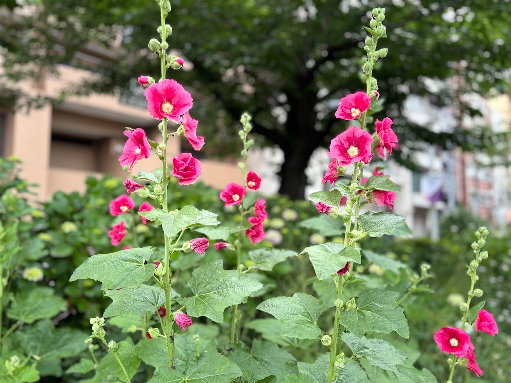 f:id:asakusa5809:20250523183810j:image