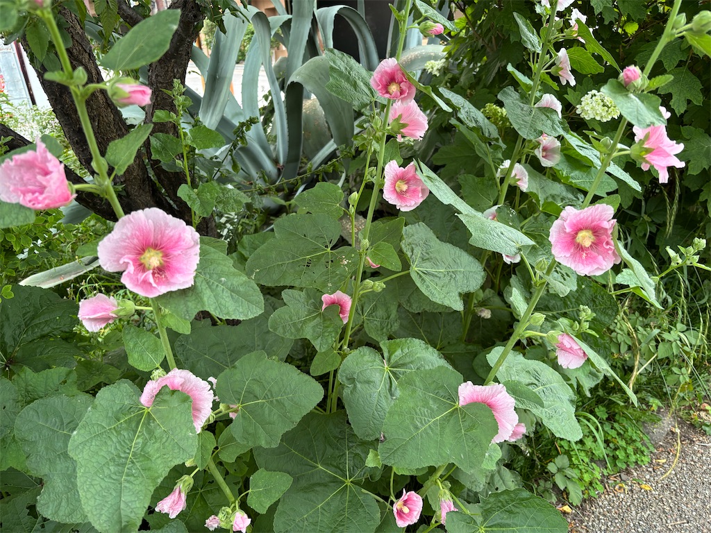 f:id:asakusa5809:20250523183824j:image