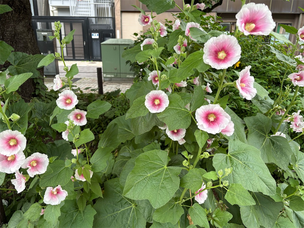 f:id:asakusa5809:20250523183828j:image