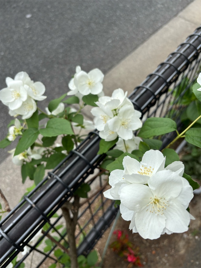 f:id:asakusa5809:20250524122628j:image